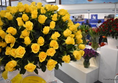 The Momentum of Dummen Orange went into production about 2 years ago and is now well-known for being a high producer and its bright yellow bud.